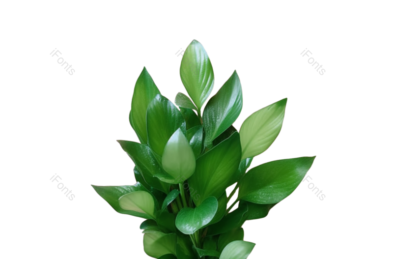 叶子图片,装饰元素,纹理PNG,清新免抠素材